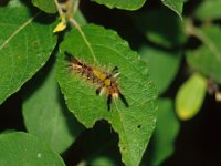 0003 Schlehenspinner